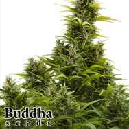 Buddha Seeds Medikit AUTO CBD